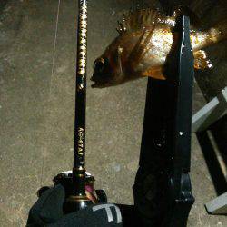 茶メバと黒メバ